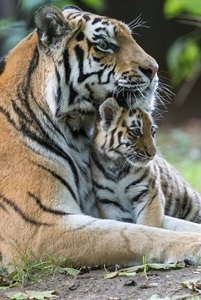 29 июля - Международный день тигра