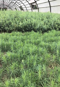 21 марта - Международный день лесов